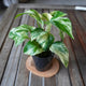 Front angle of Marble Queen Pothos highlighting distinctive cream and green marbled leaf variegation.