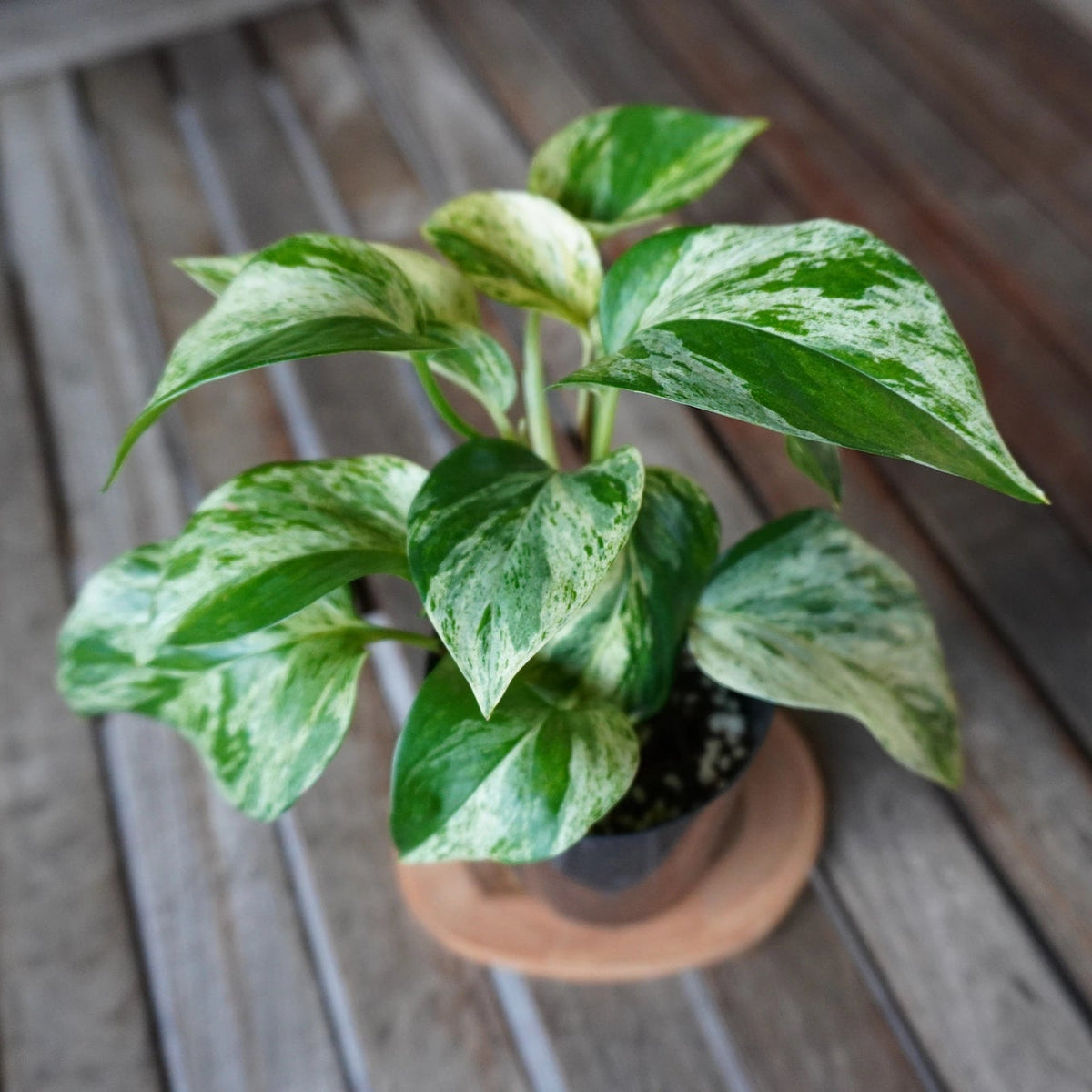 Top view of Marble Queen Pothos with highly variegated green and creamy white marbled leaves.
