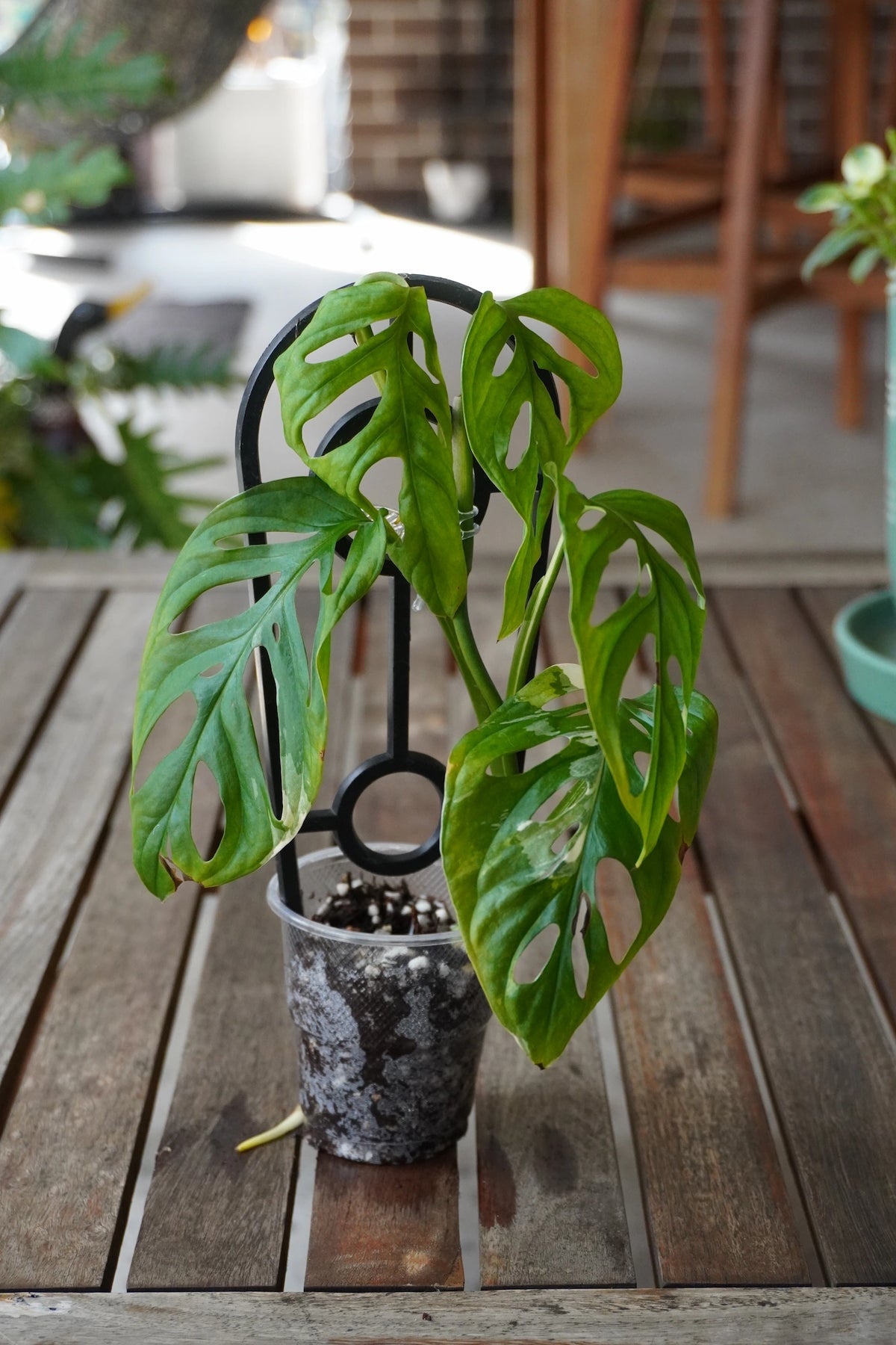 Monstera adansonii Albo with low variegation, green fenestrated leaves and light cream markings.