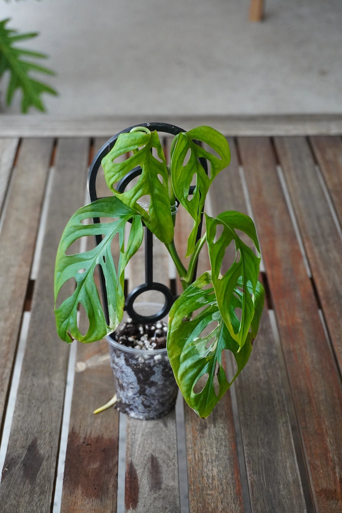 Monstera adansonii Albo low variegation plant with mostly green fenestrated leaves and subtle cream variegation.