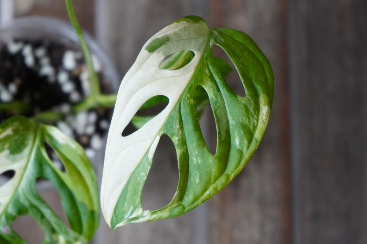 Close-up of Monstera adansonii Albo leaf with striking white and green variegation and fenestrations.