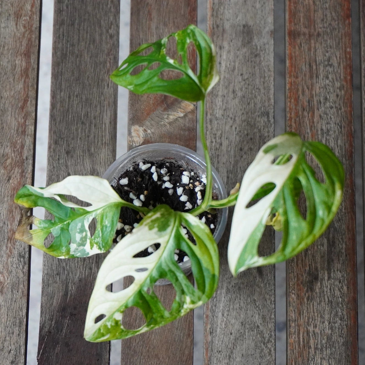 Monstera adansonii Albo with highly variegated green and white fenestrated leaves growing in a clear pot.