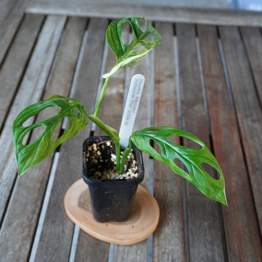Monstera adansonii Indonesian Mint plant 01 with green mottled variegated fenestrated leaves, front view