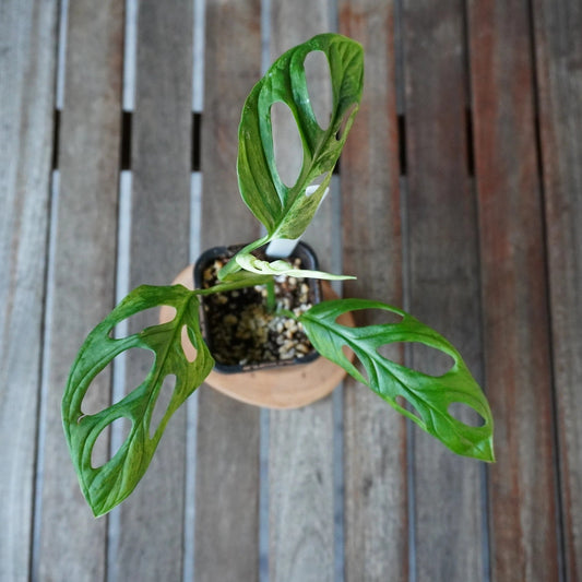 Monstera adansonii Indonesian Mint plant 01 viewed from above showing mottled green variegation and fenestrated leaves