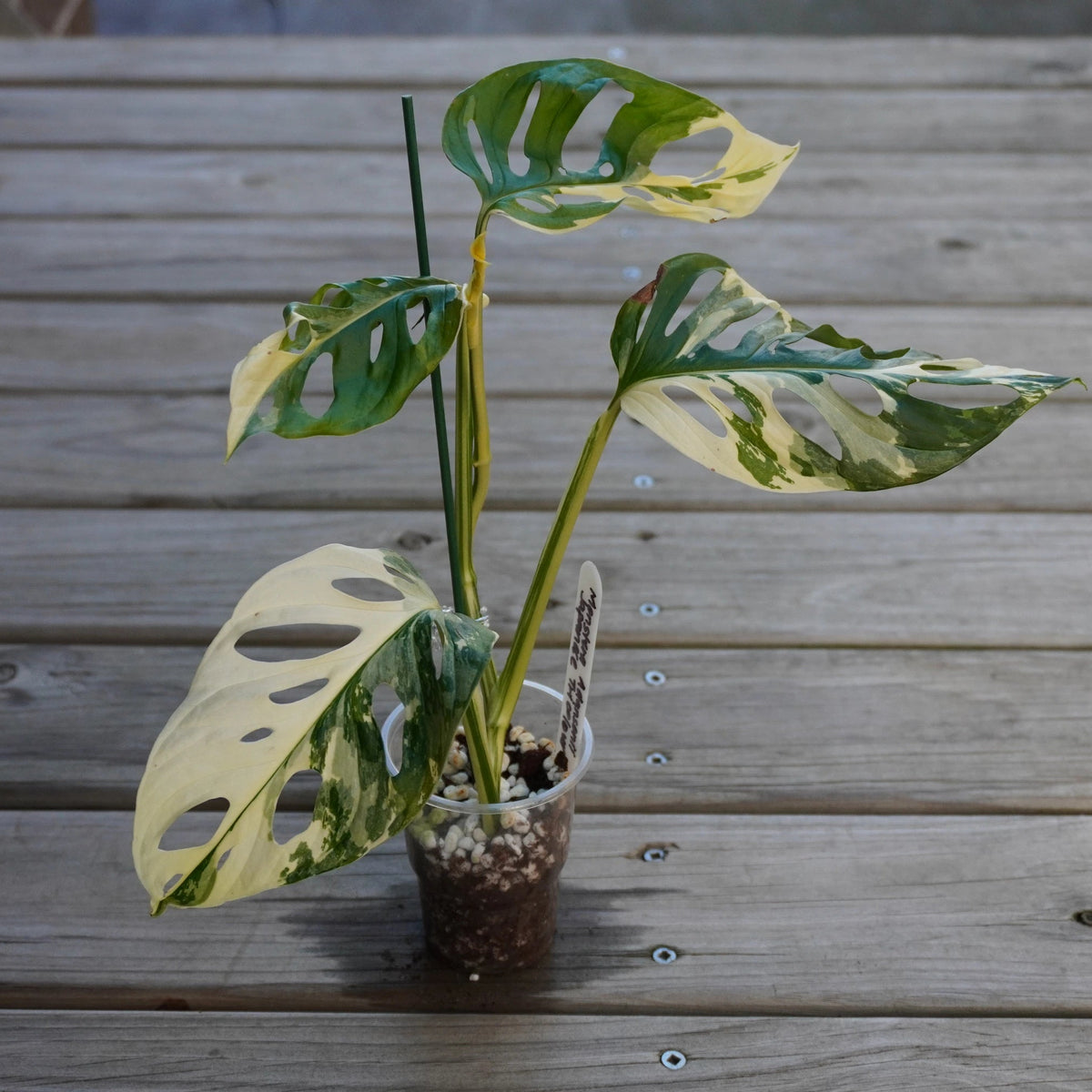 Monstera Adansonii Japanese Tricolour collector variegated climbing indoor plant with white cream and green fenestrated leaves