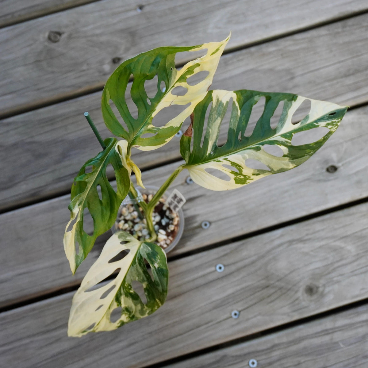 Monstera Adansonii Japanese Tricolour rare variegated climbing indoor plant with white cream and green fenestrated leaves
