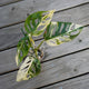 Monstera Adansonii Japanese Tricolour rare variegated climbing indoor plant with white cream and green fenestrated leaves