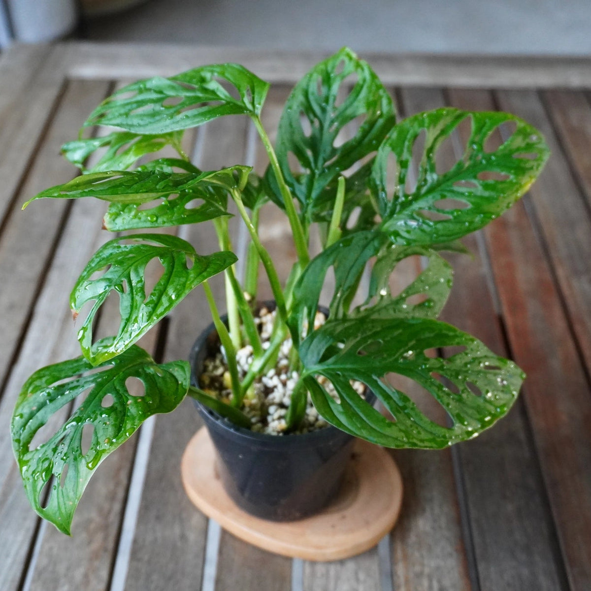 Monstera adansonii Monkey Mask plant 01 with lush green fenestrated leaves, front view