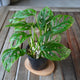 Monstera adansonii Monkey Mask plant 01 with lush green fenestrated leaves, front view
