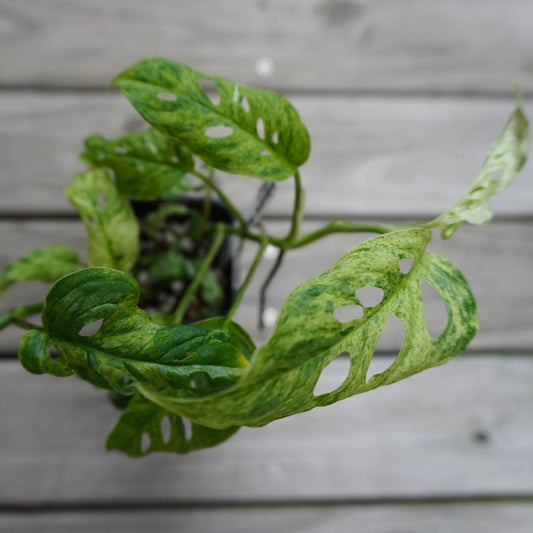 Monstera Adansonii Mottled Mint rare indoor plant with mint-green speckled variegation and fenestrated leaves over a wooden background.