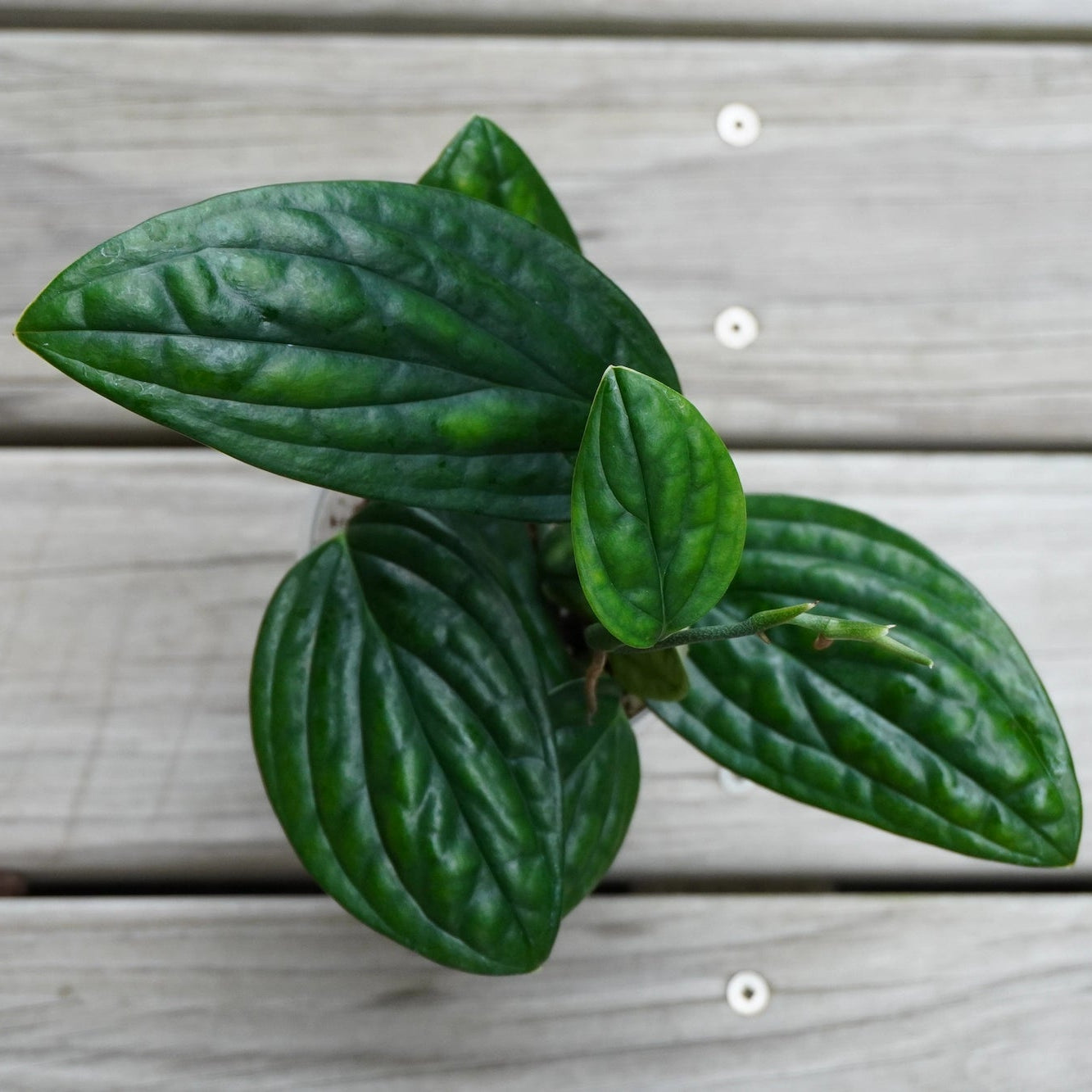Monstera Peru (Monstera karstenianum) indoor plant with dark green, deeply puckered and textured leathery leaves.