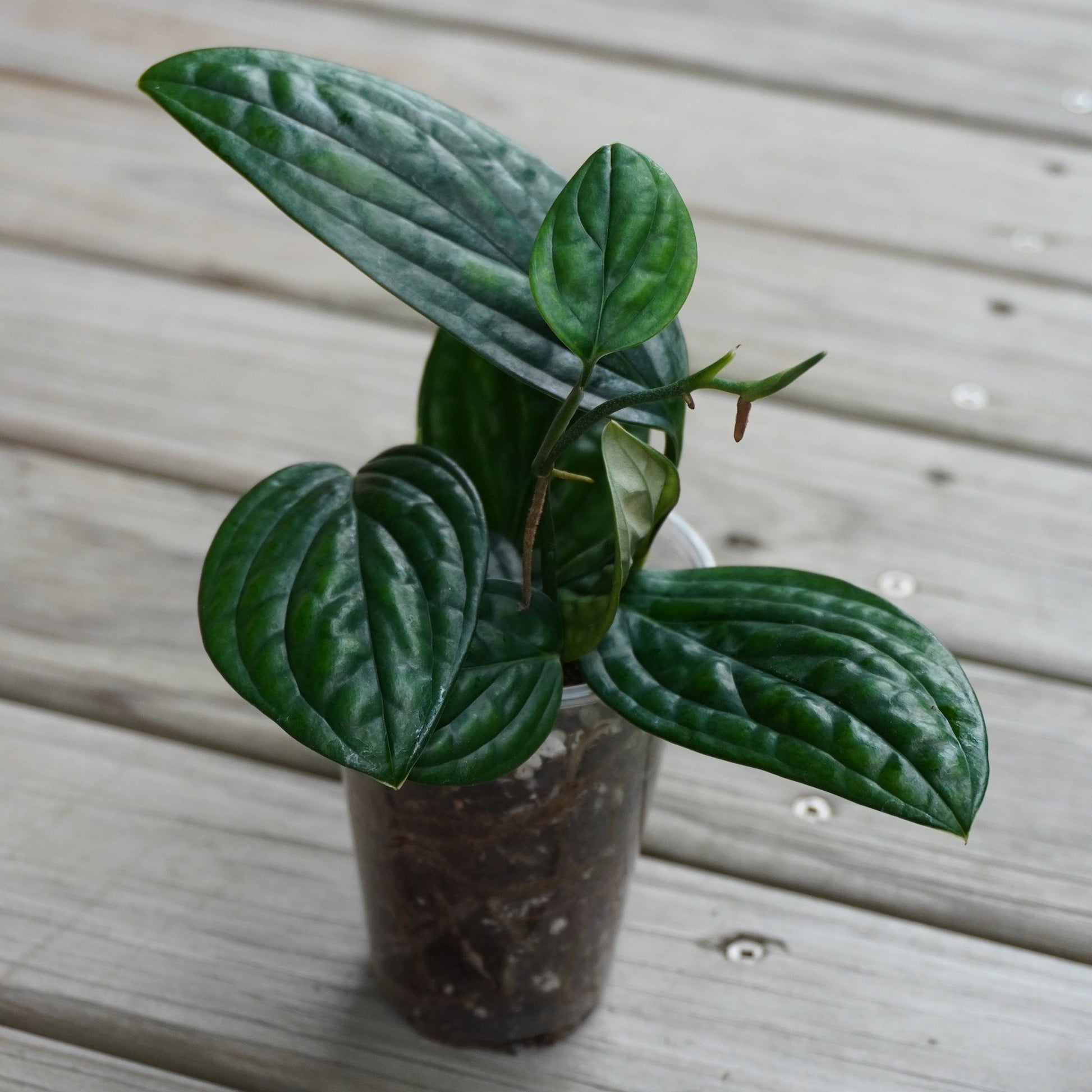 Monstera Peru (Monstera karstenianum) indoor plant with deeply puckered and textured leathery leaves.