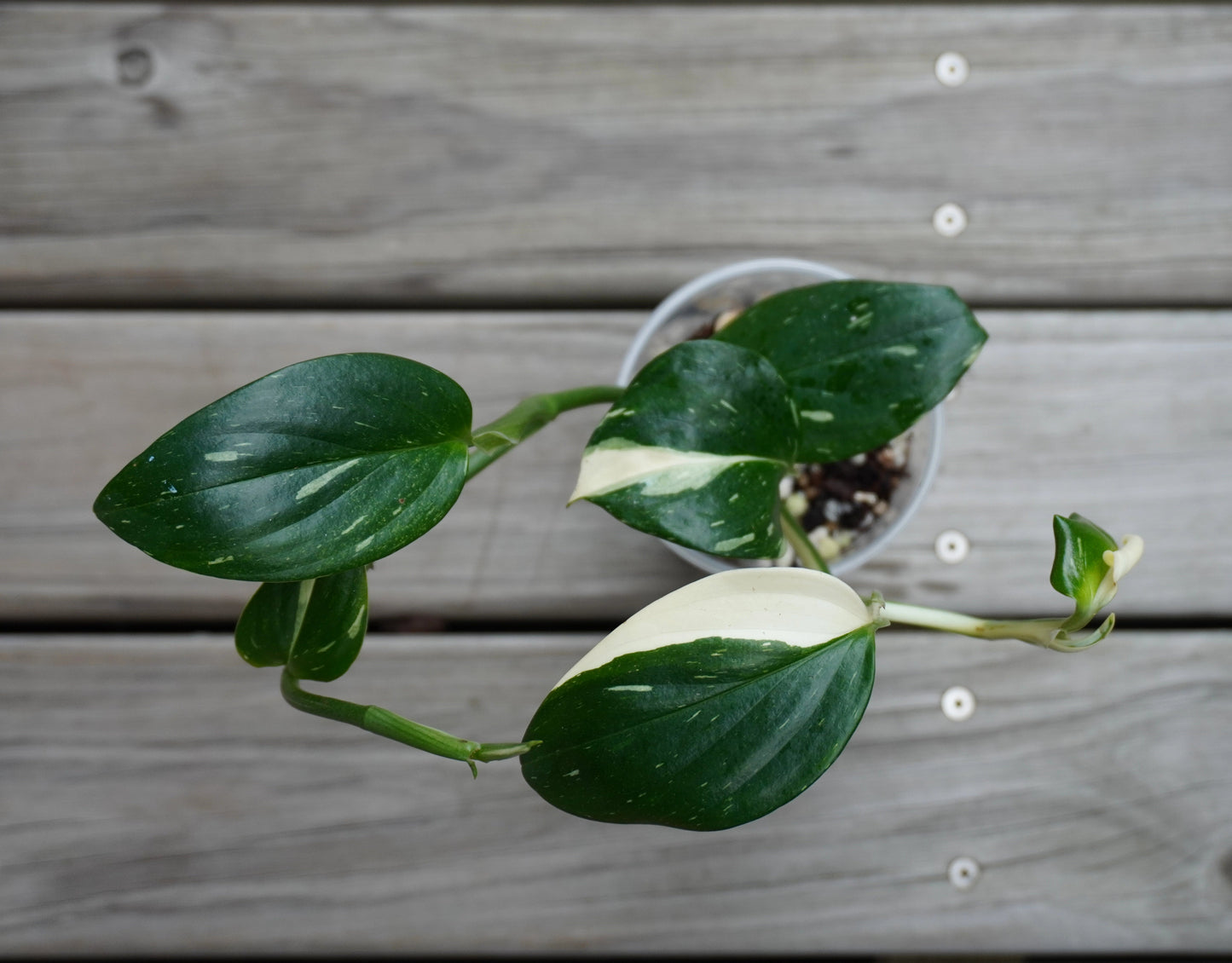 Monstera Standleyana Albo rare indoor plant with sleek white variegated leaves over a timber deck.
