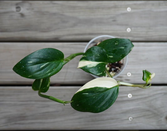 Monstera Standleyana Albo rare indoor plant with sleek white variegated leaves over a timber deck.