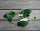 Monstera Standleyana Albo rare indoor plant with sleek white variegated leaves over a timber deck.