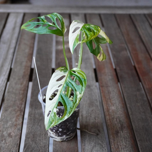Monstera adansonii albo rare collector plant with striking white and green variegated fenestrated leaves.