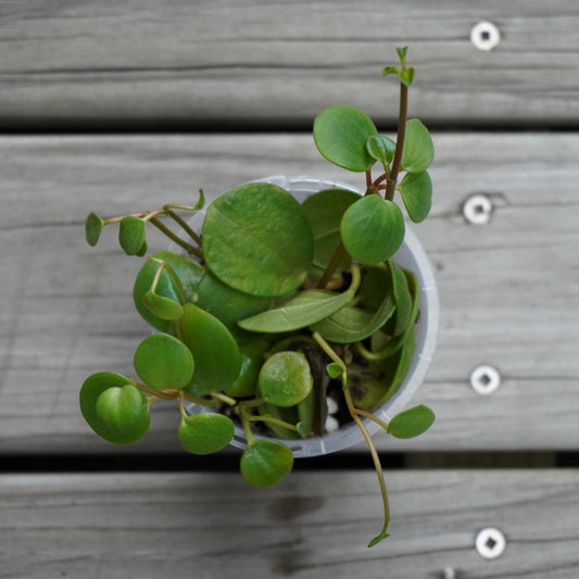 Peperomia Hope trailing indoor plant with small thick round succulent leaves in a clear pot over a timber deck.