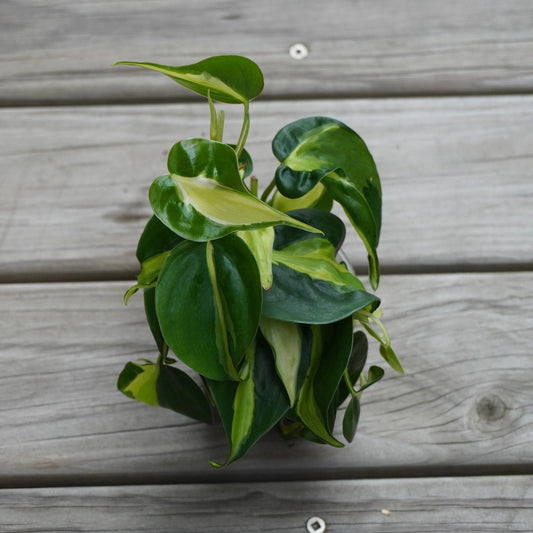 Philodendron Cream Splash (Philodendron hederaceum) indoor plant with cream and green variegated heart-shaped leaves.