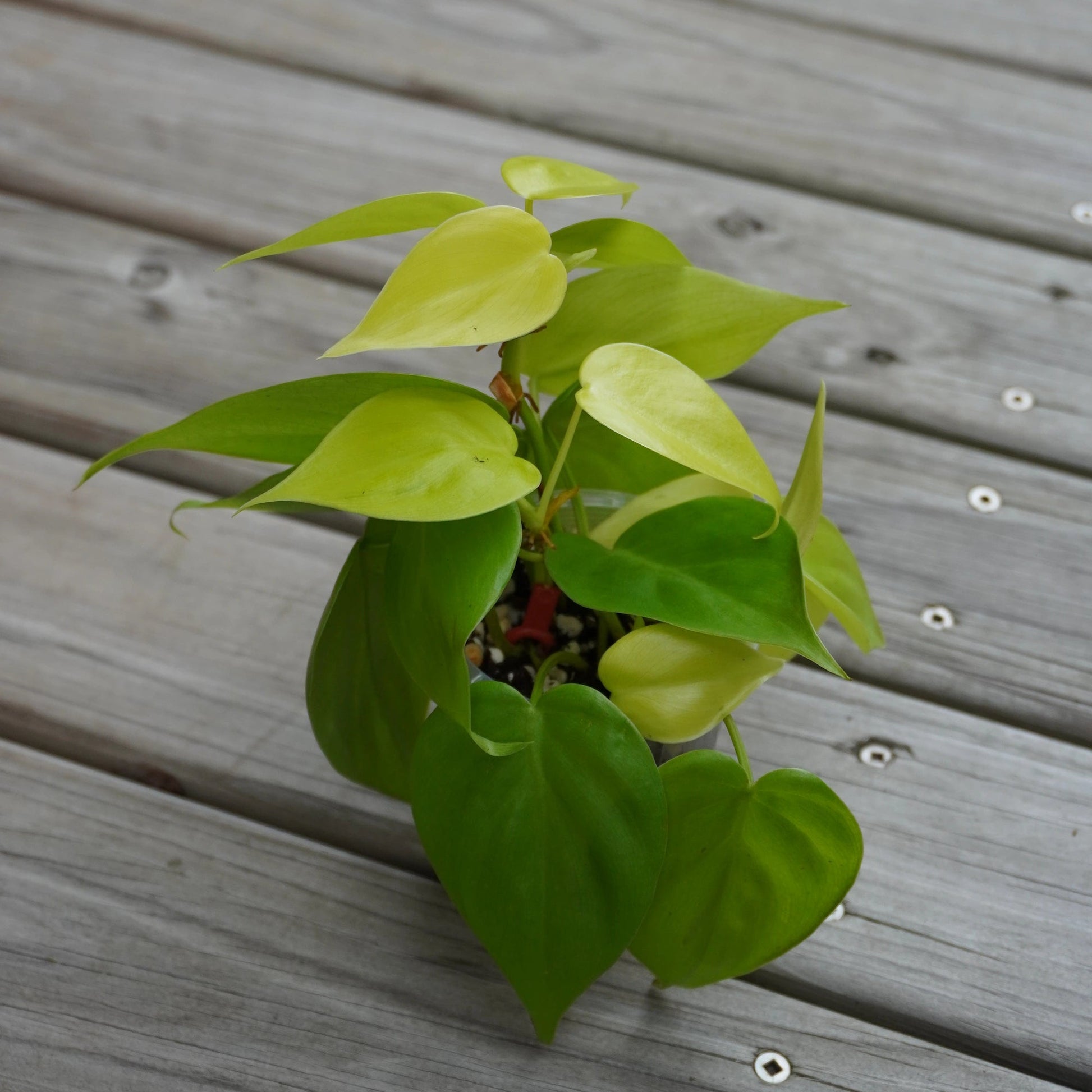 Philodendron Hederaceum Heart Leaf Neon trailing indoor vine with bright chartreuse leaves on a timber deck.