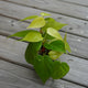 Philodendron Hederaceum Heart Leaf Neon trailing indoor vine with bright chartreuse leaves on a timber deck.