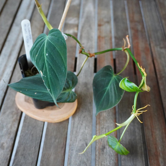 Philodendron micans plant 01 with velvety dark green heart-shaped leaves and trailing growth