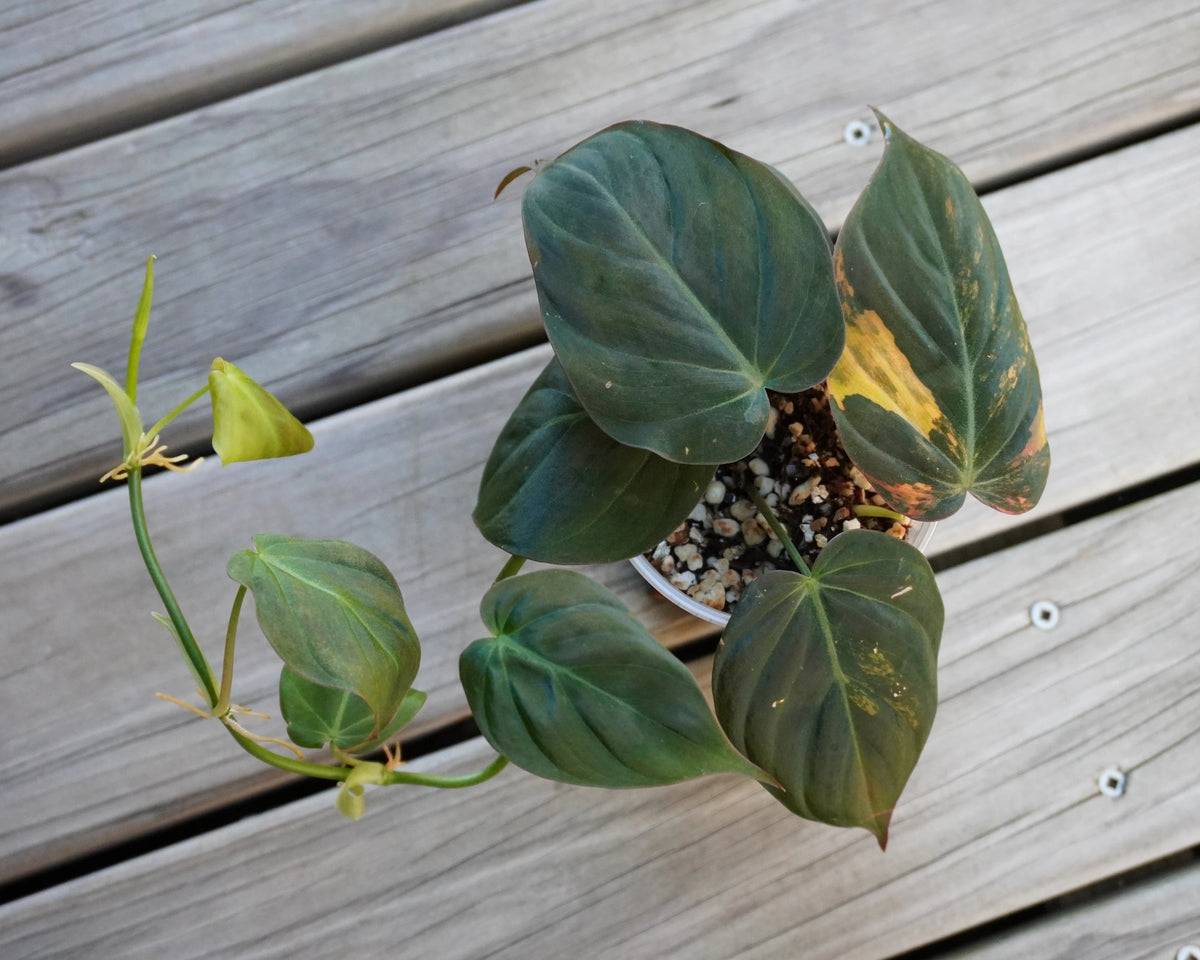Rare Variegated Philodendron Micans trailing indoor plant showing velvety heart leaves with cream and pink variegation
