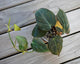 Rare Variegated Philodendron Micans trailing indoor plant showing velvety heart leaves with cream and pink variegation
