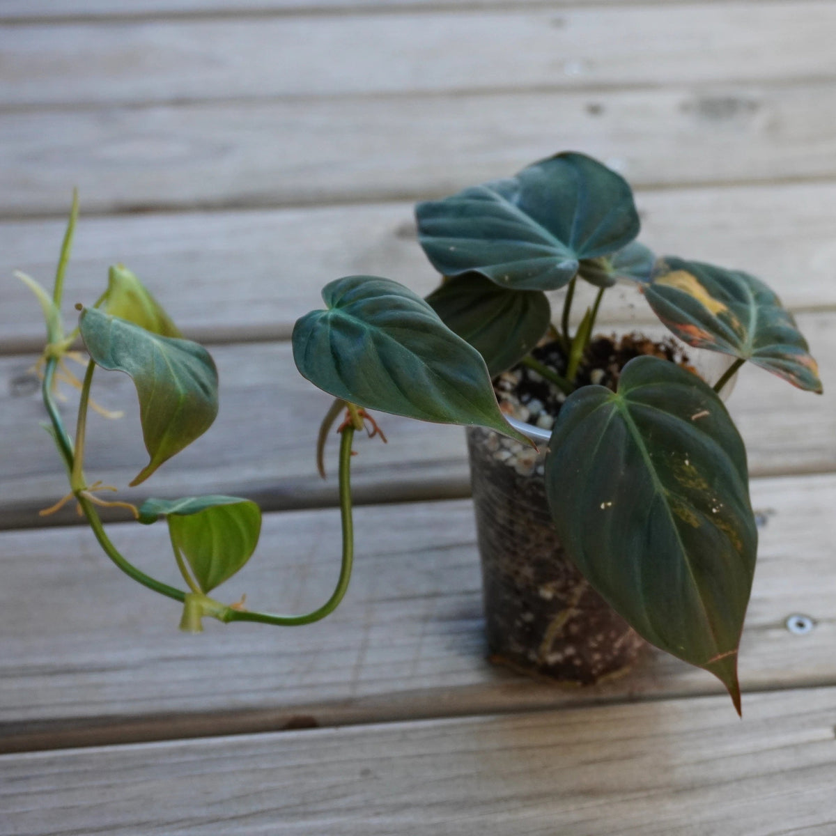 Rare Variegated Philodendron Micans trailing indoor plant with velvety heart leaves with cream and pink variegation
