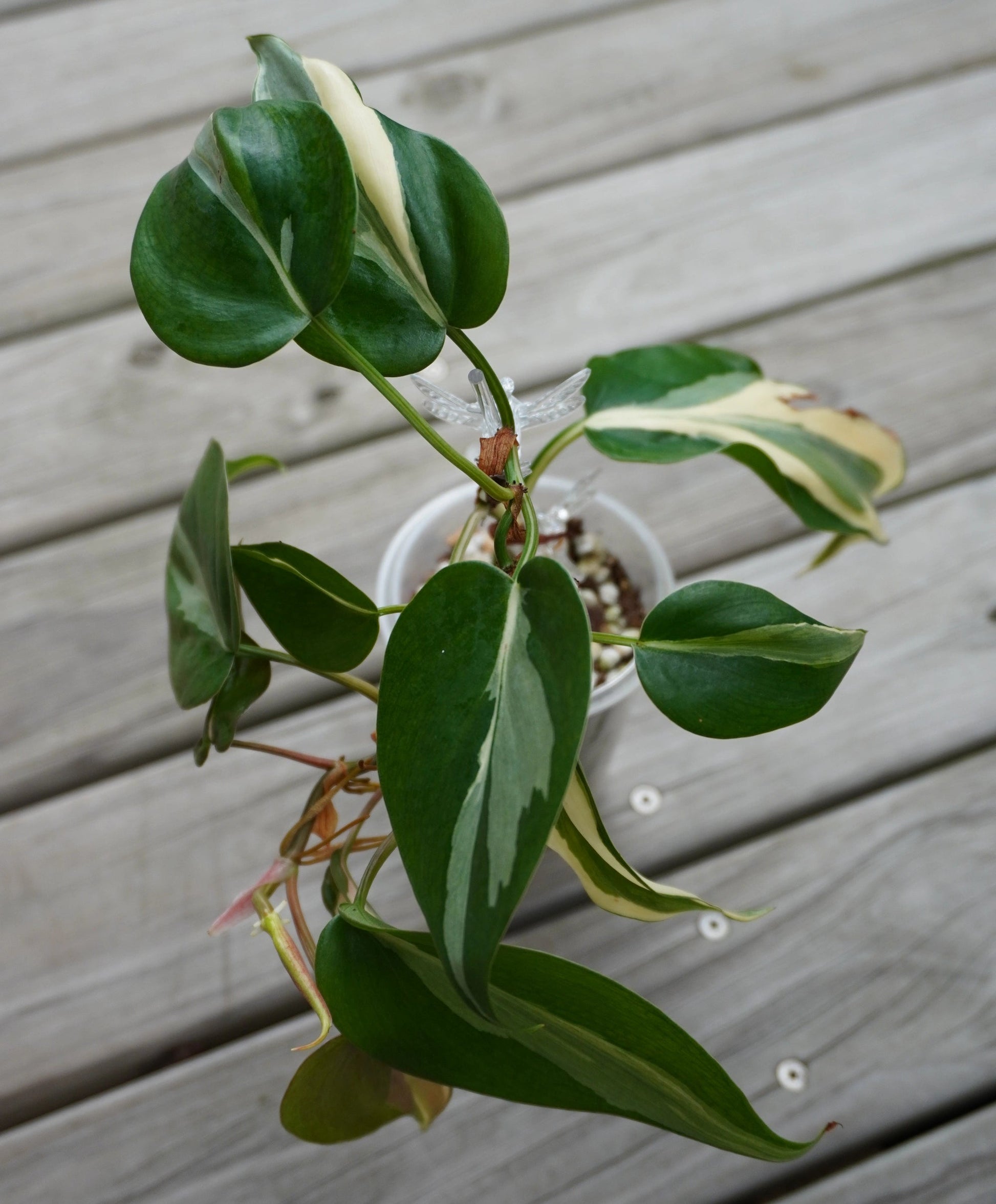 Philodendron Rio (Philodendron hederaceum) rare indoor plant with silver and cream central variegation on heart-shaped leaves.