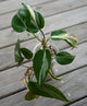 Philodendron Rio (Philodendron hederaceum) rare indoor plant with silver and cream central variegation on heart-shaped leaves.