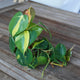 Philodendron hederaceum Brasil easy care indoor plant with trailing heart-shaped green leaves and yellow variegation.