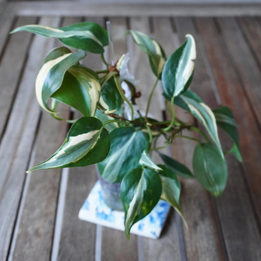 Philodendron hederaceum Rio plant 01 with green heart-shaped leaves and distinctive cream and silvery variegation.