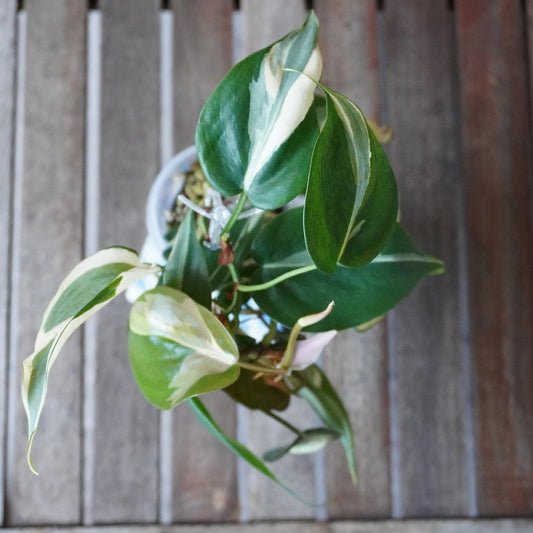 Top view of Philodendron hederaceum Rio plant 01 showing cream, silver-green and dark green variegated foliage.
