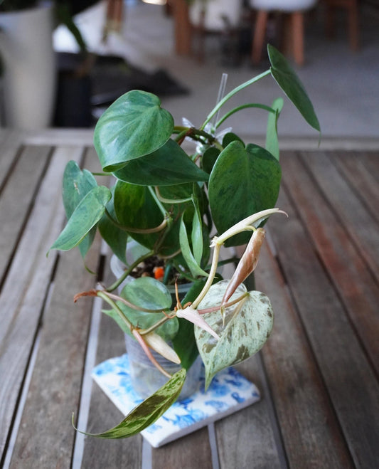 Close-up of Variegated Heartleaf Philodendron showing green and cream marbled variegation on trailing heart-shaped leaves.