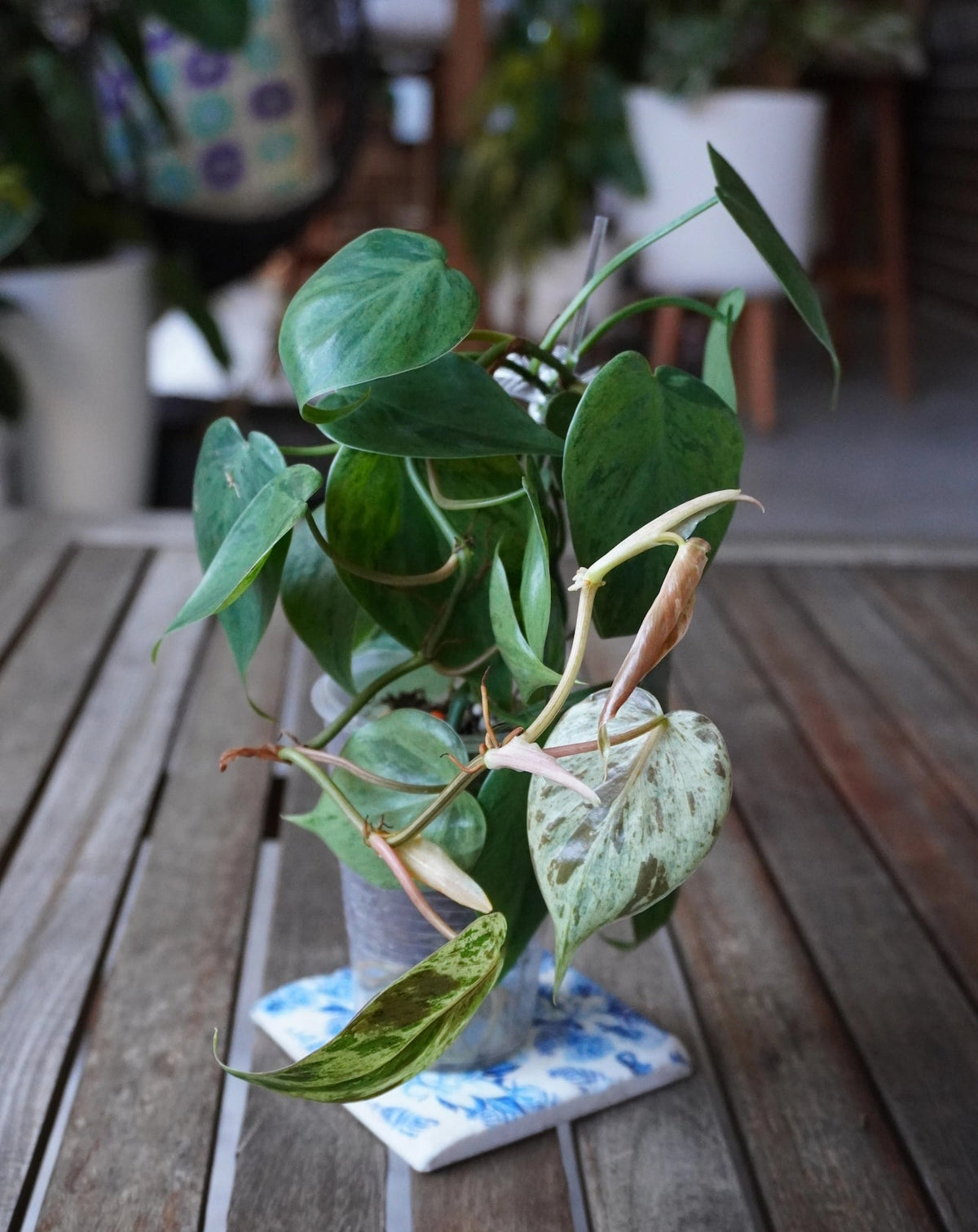 Variegated Heartleaf Philodendron (Philodendron hederaceum) with trailing green, cream and mottled variegated heart-shaped leaves.