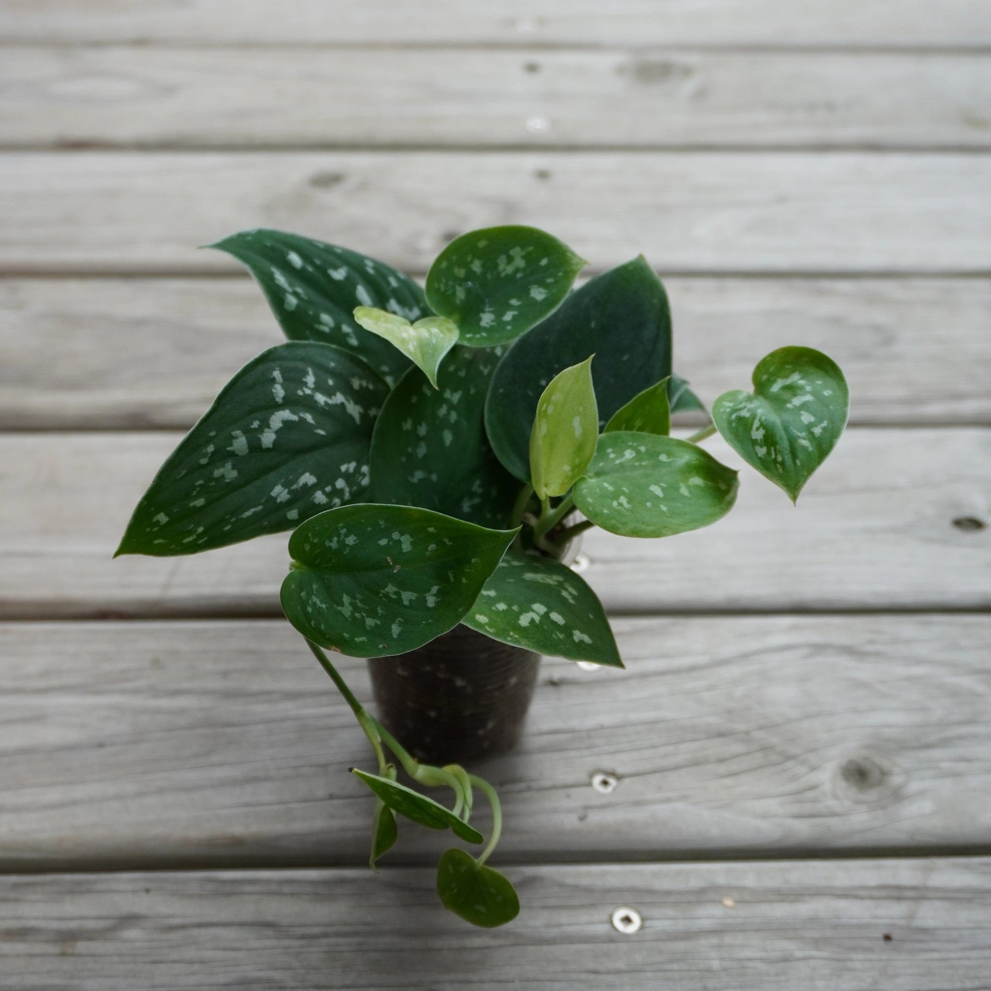 Scindapsus Argyraeus indoor plant with velvety green leaves and silver speckles over a wooden background.