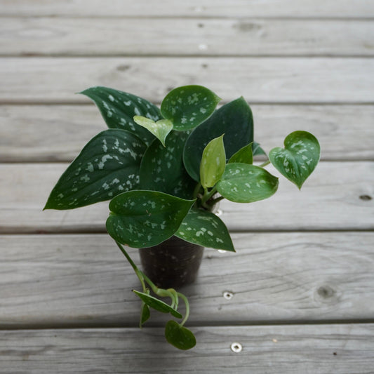 Scindapsus Argyraeus indoor plant with velvety green leaves and silver speckles over a wooden background.