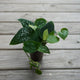 Scindapsus Argyraeus indoor plant with velvety green leaves and silver speckles over a wooden background.