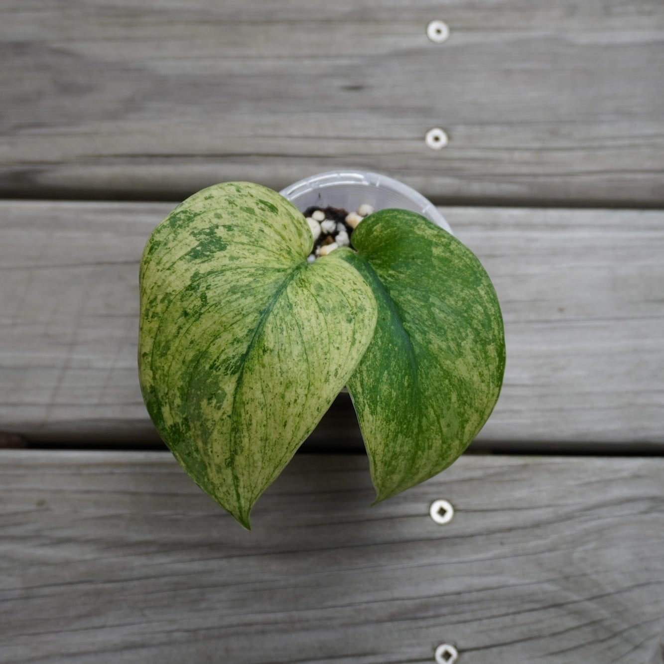 Scindapsus Creme Brulee rare indoor plant with thick cream and green variegated marbled leaves over a wooden background.