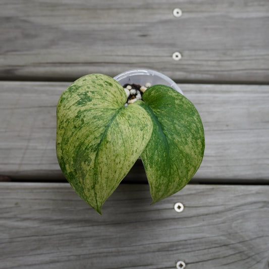 Scindapsus Creme Brulee rare indoor plant with thick cream and green variegated marbled leaves over a wooden background.