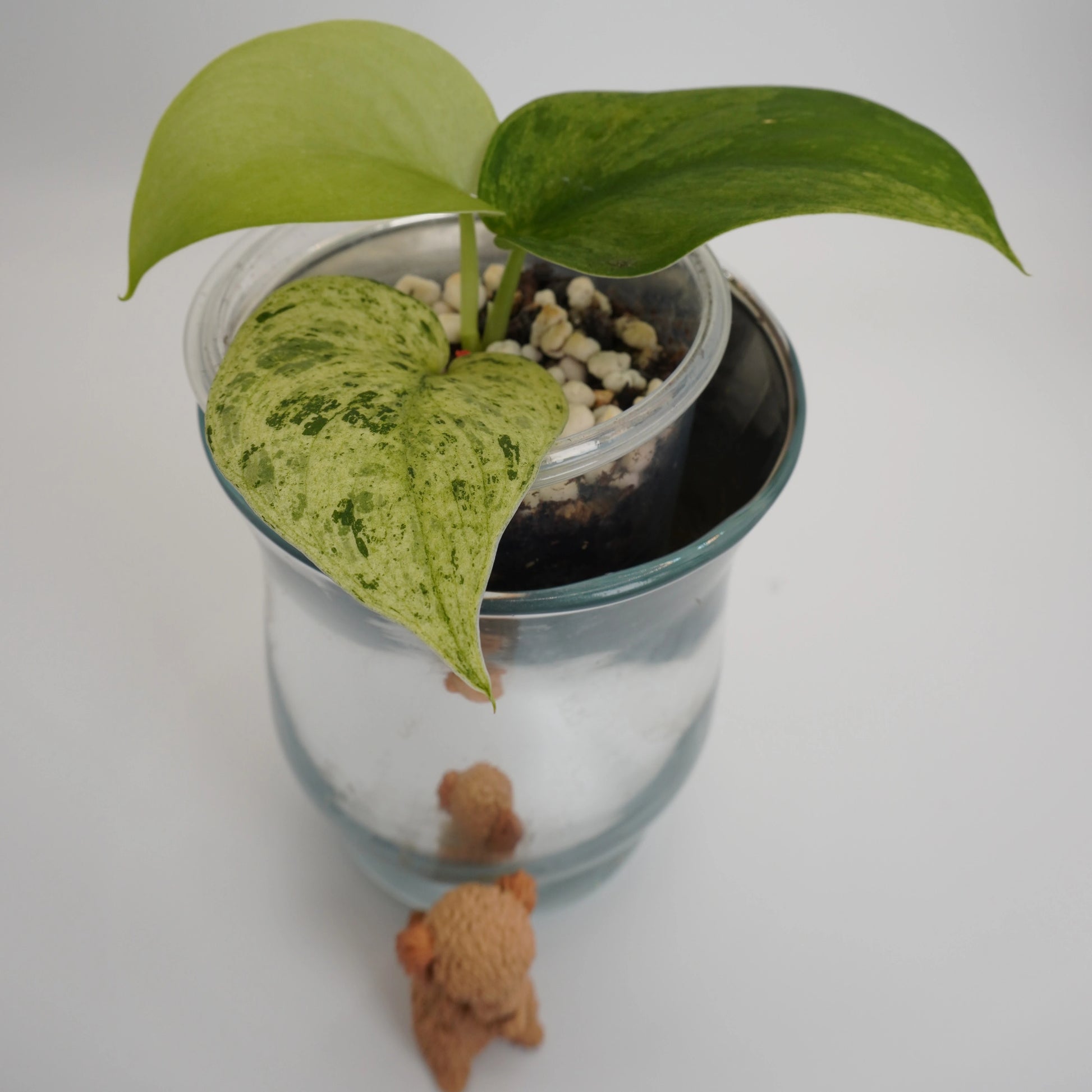 Scindapsus Jade Satin Mint rare indoor plant with thick jade leaves and mint-green speckled variegation.