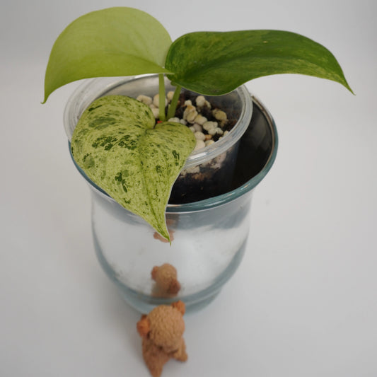 Scindapsus Jade Satin Mint rare indoor plant with thick jade leaves and mint-green speckled variegation.