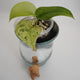 Scindapsus Jade Satin Mint rare indoor plant with thick jade leaves and mint-green speckled variegation.