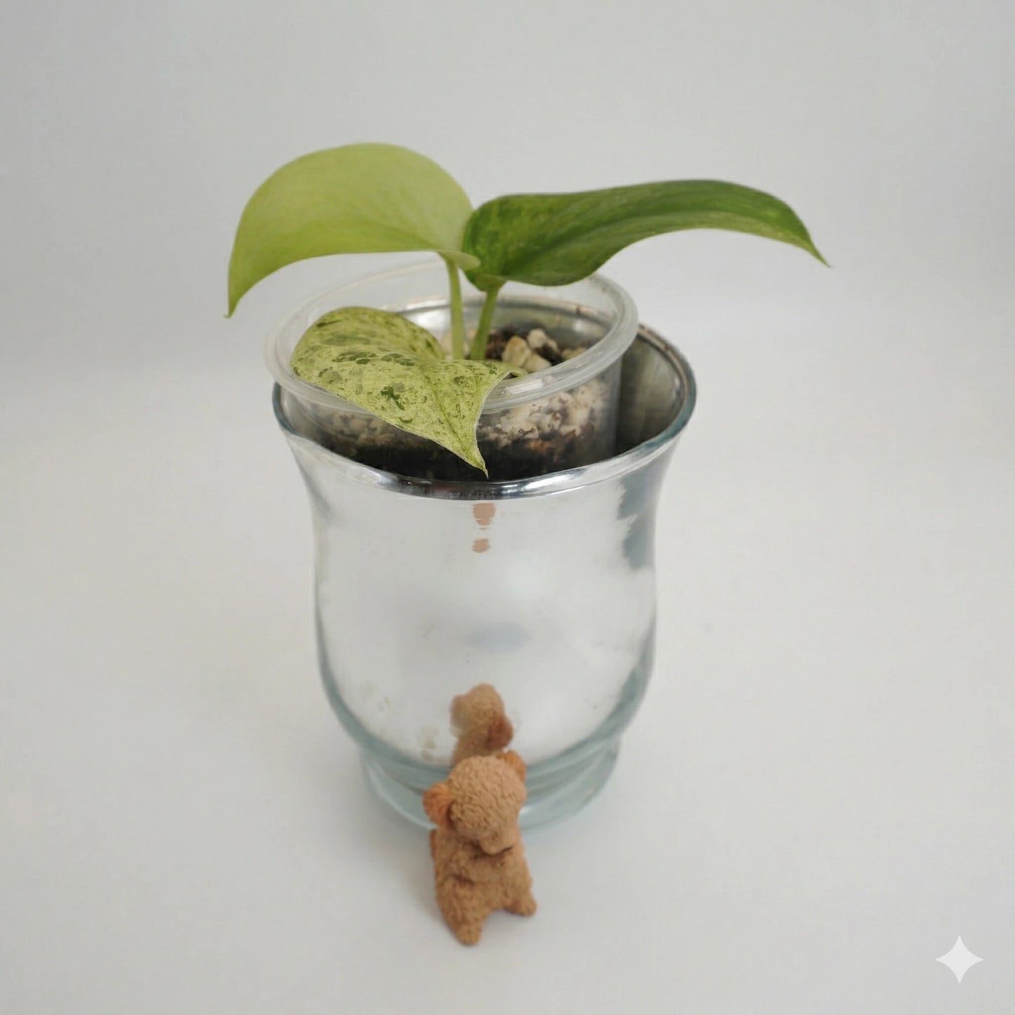 Scindapsus Jade Satin Mint indoor plant with  jade leaves and mint-green speckled variegation.