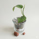 Scindapsus Platinum Hero (Scindapsus pictus) rare indoor plant with solid silver/platinum matte vining leaves.