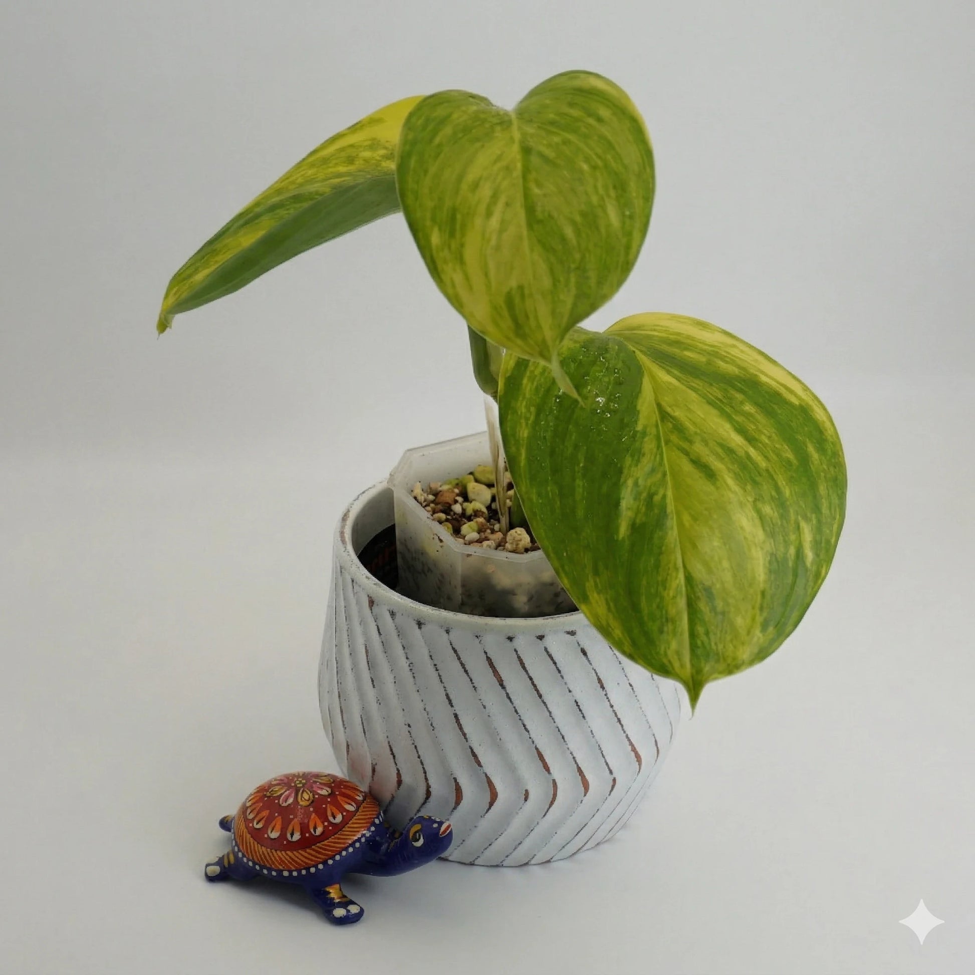 Scindapsus Rubicon (Scindapsus treubii) rare indoor plant with golden-yellow variegated lance-shaped leaves.