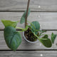 Scindapsus Silver Hero rare indoor plant with metallic platinum silver leaves trailing over a wooden deck.