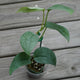 Scindapsus Tattoo rare indoor plant with silver and dark green mapped leaves climbing a small stake over a timber deck.