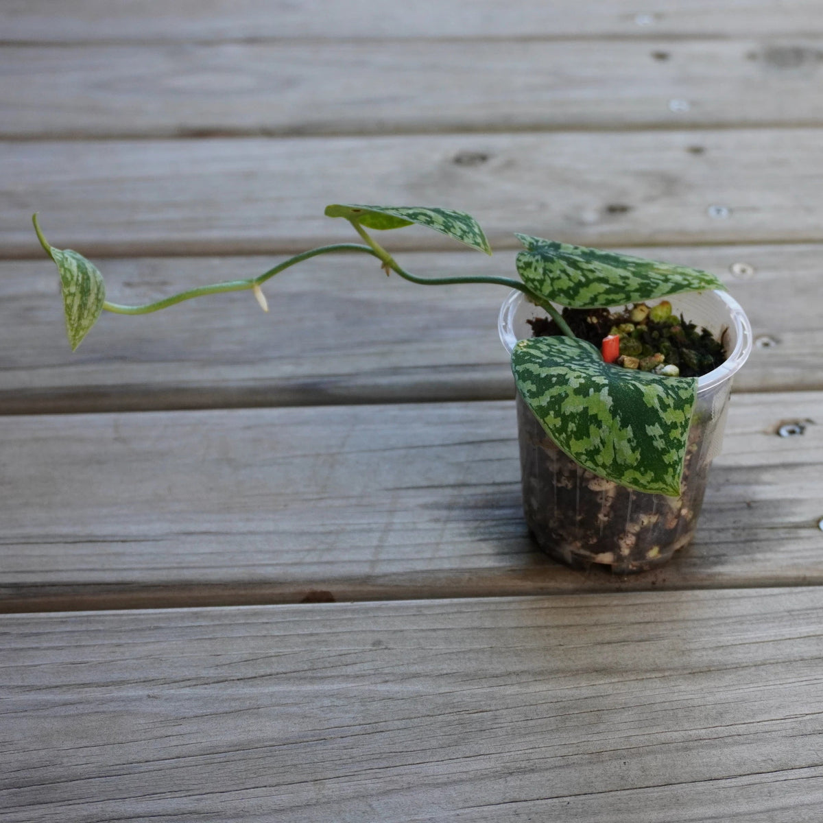 Scindapsus Tricolour trailing indoor plant showing silver and cream variegated leaves.
