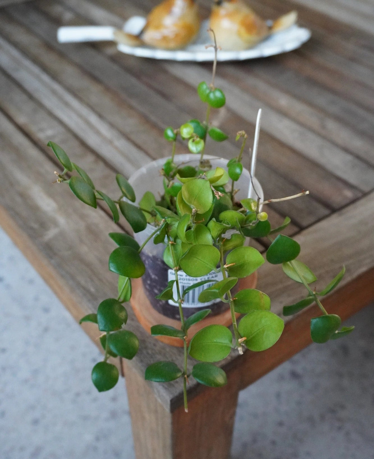 Thai Lipstick Plant Aeschynanthus plant 01 with trailing stems and rounded green leaves cascading over the pot
